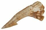 Fossil Sawfish (Onchopristis) Rostral Barb - Morocco #219882-1